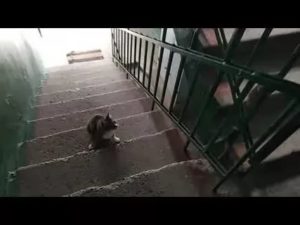 Куда обращаться если в подьезде мыши